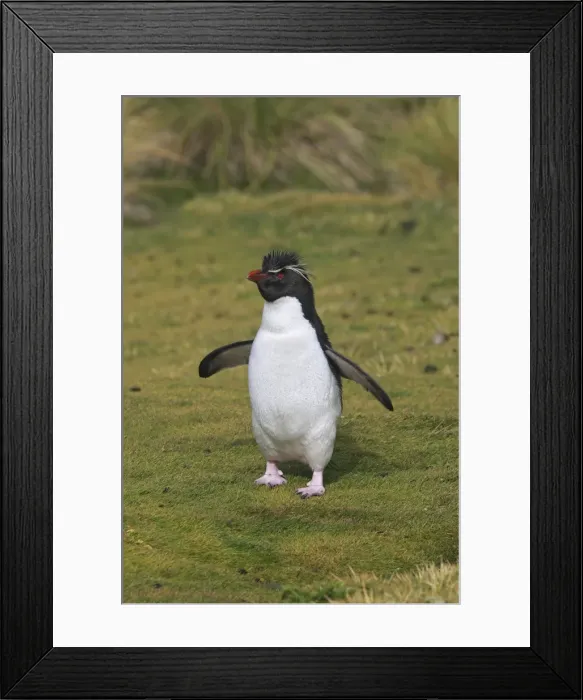 Framed Print : Picture No. 10884754 Framed Print : Picture No. 10884754