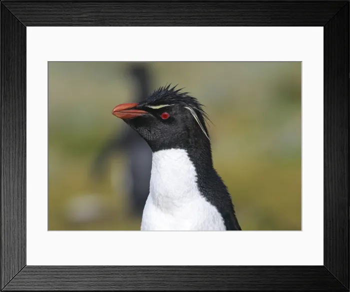 Framed Print : Picture No. 10884755 Framed Print : Picture No. 10884755