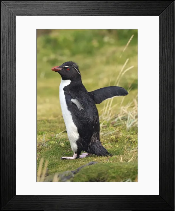 Framed Print : Picture No. 10884756 Framed Print : Picture No. 10884756