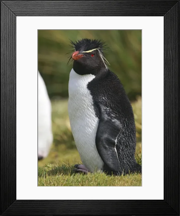Framed Print : Picture No. 10884749 Framed Print : Picture No. 10884749
