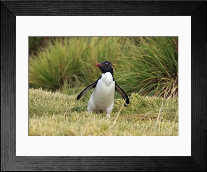 Framed Print : Picture No. 10884757 Framed Print : Picture No. 10884757