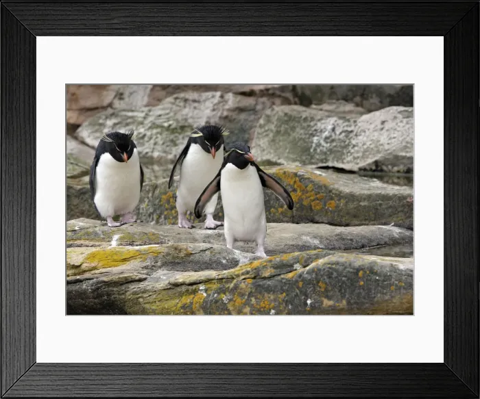 Framed Print : Picture No. 10884759 Framed Print : Picture No. 10884759