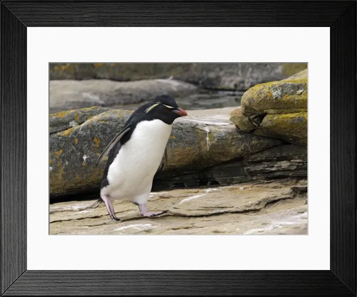 Framed Print : Picture No. 10884761 Framed Print : Picture No. 10884761