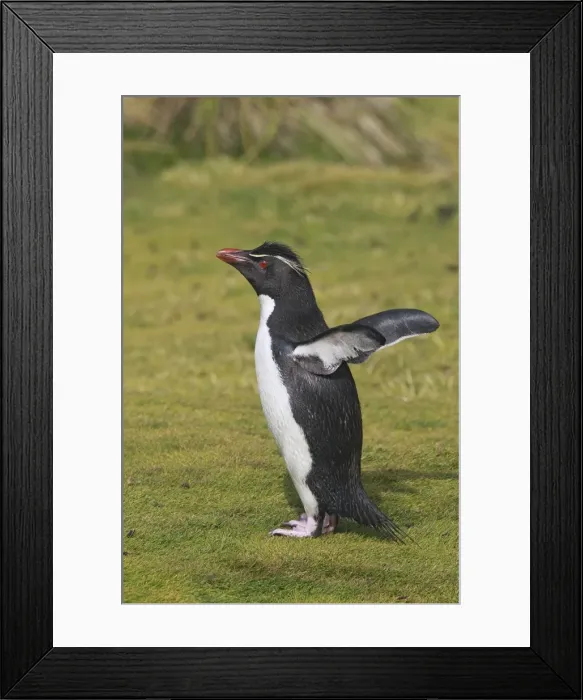 Framed Print : Picture No. 10884753 Framed Print : Picture No. 10884753