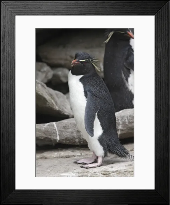 Framed Print : Picture No. 10884762 Framed Print : Picture No. 10884762