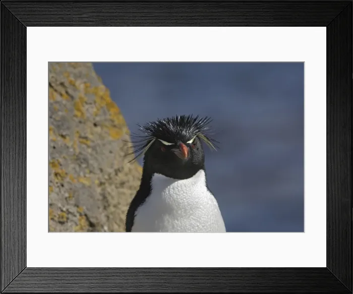 Framed Print : Picture No. 10884763