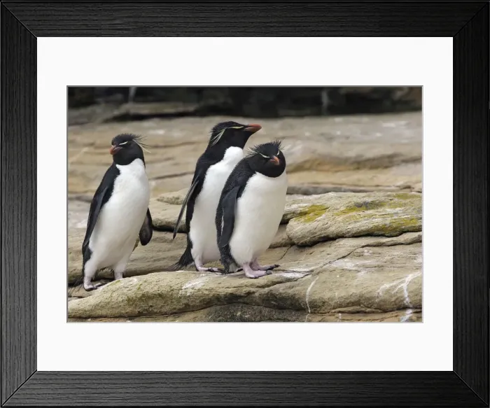 Framed Print : Picture No. 10884758 Framed Print : Picture No. 10884758