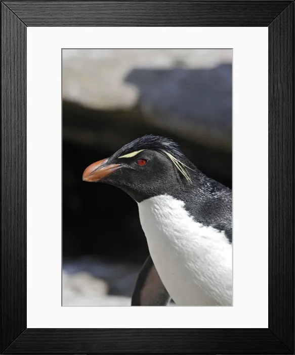 Framed Print : Picture No. 10884766 Framed Print : Picture No. 10884766