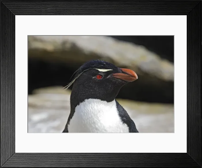 Framed Print : Picture No. 10884765 Framed Print : Picture No. 10884765