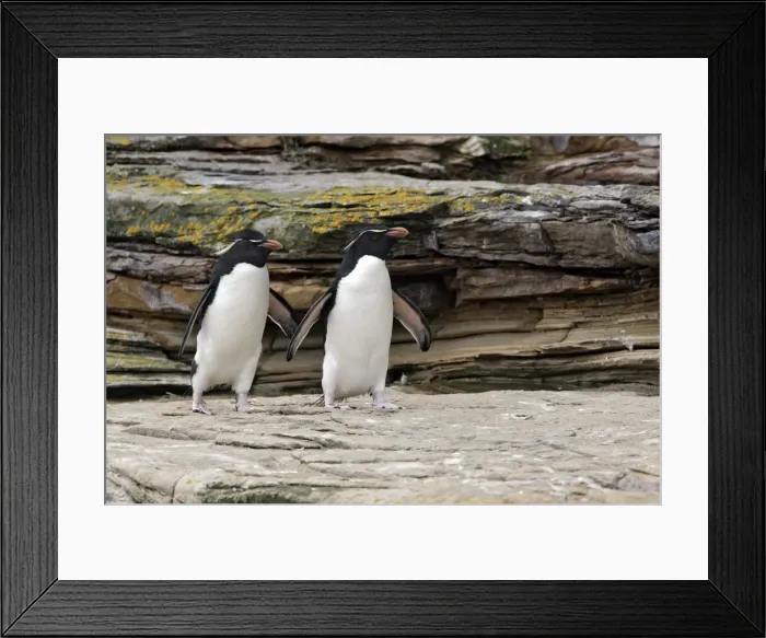 Framed Print : Picture No. 10884760 Framed Print : Picture No. 10884760