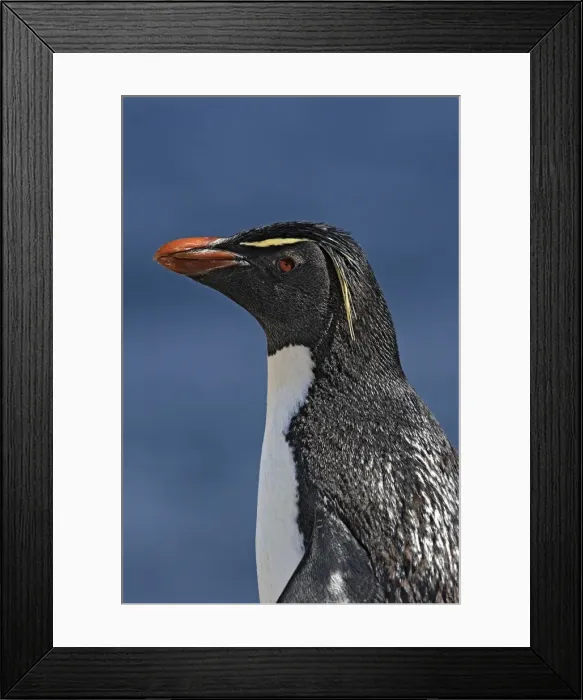 Framed Print : Picture No. 10884764 Framed Print : Picture No. 10884764
