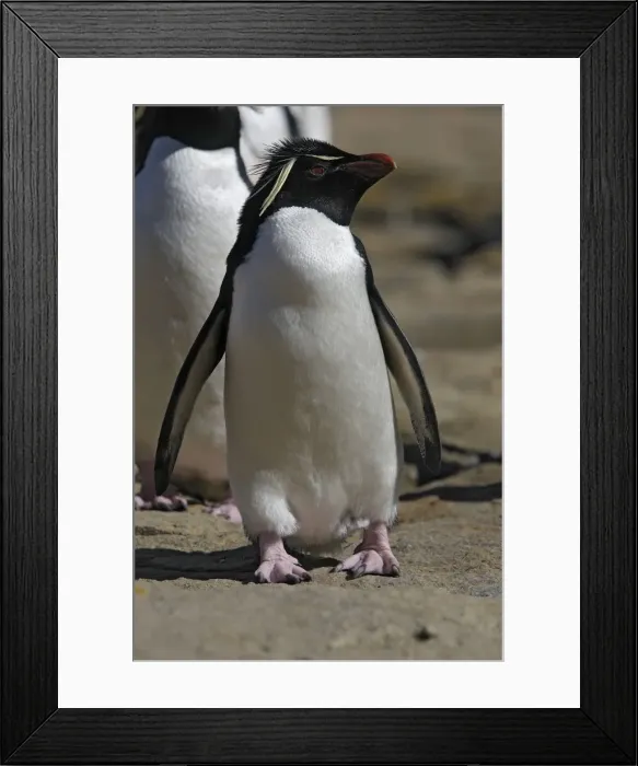 Framed Print : Picture No. 10884767 Framed Print : Picture No. 10884767