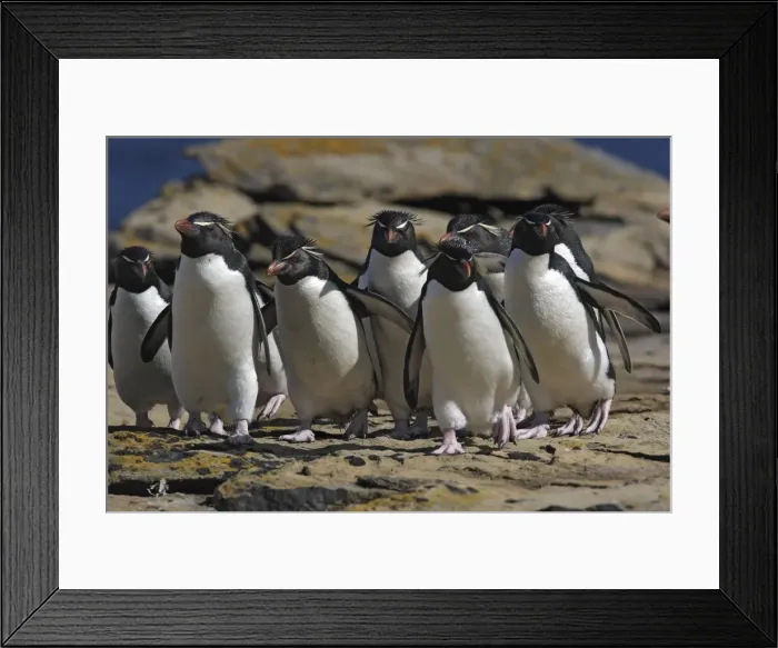 Framed Print : Picture No. 10884769 Framed Print : Picture No. 10884769