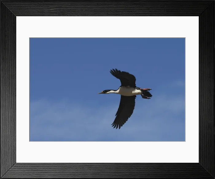 Framed Print : Picture No. 10884772 Framed Print : Picture No. 10884772