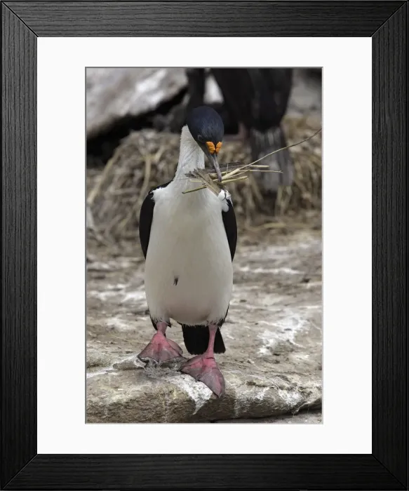 Framed Print : Picture No. 10884773 Framed Print : Picture No. 10884773