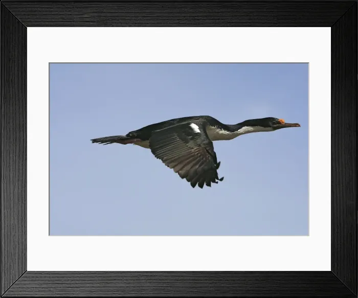 Framed Print : Picture No. 10884771 Framed Print : Picture No. 10884771