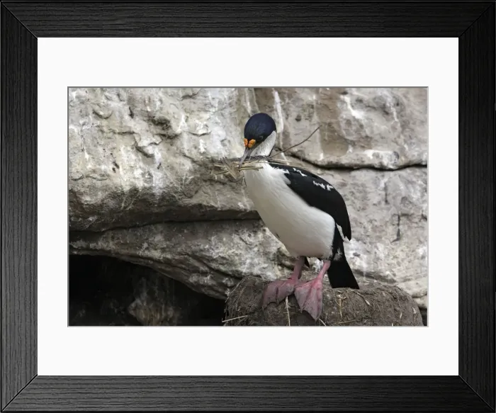 Framed Print : Picture No. 10884774 Framed Print : Picture No. 10884774