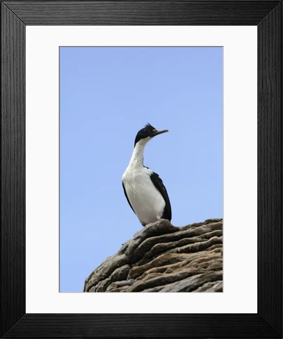 Framed Print : Picture No. 10884776 Framed Print : Picture No. 10884776