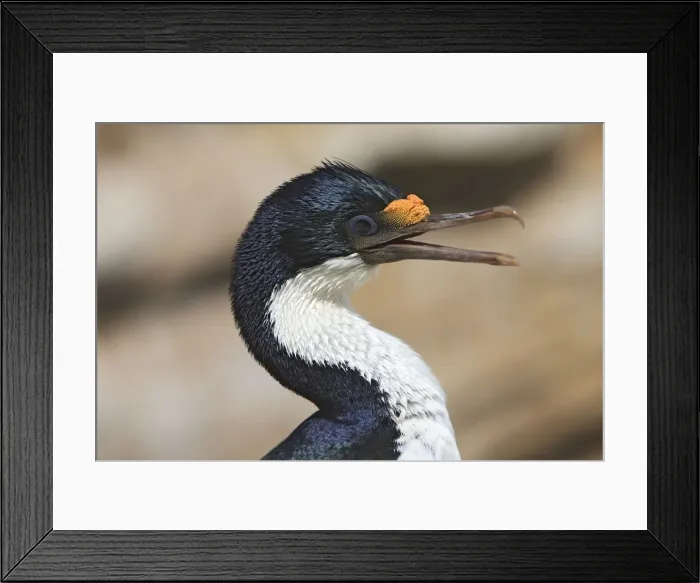 Framed Print : Picture No. 10884770 Framed Print : Picture No. 10884770