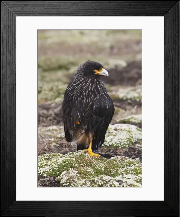 Framed Print : Picture No. 10884779 Framed Print : Picture No. 10884779