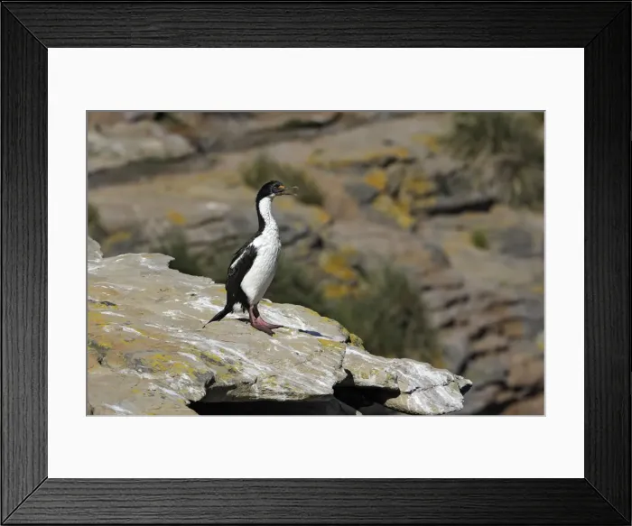 Framed Print : Picture No. 10884778 Framed Print : Picture No. 10884778