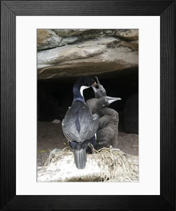 Framed Print : Picture No. 10884775 Framed Print : Picture No. 10884775