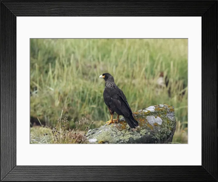 Framed Print : Picture No. 10884781