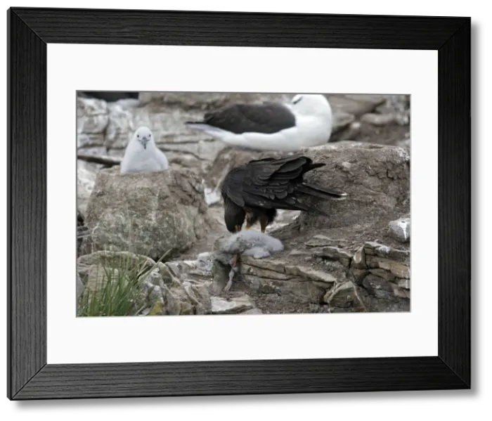 Framed Print : Picture No. 10884783 Framed Print : Picture No. 10884783