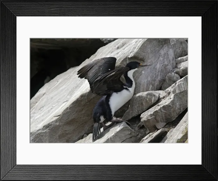 Framed Print : Picture No. 10884777 Framed Print : Picture No. 10884777