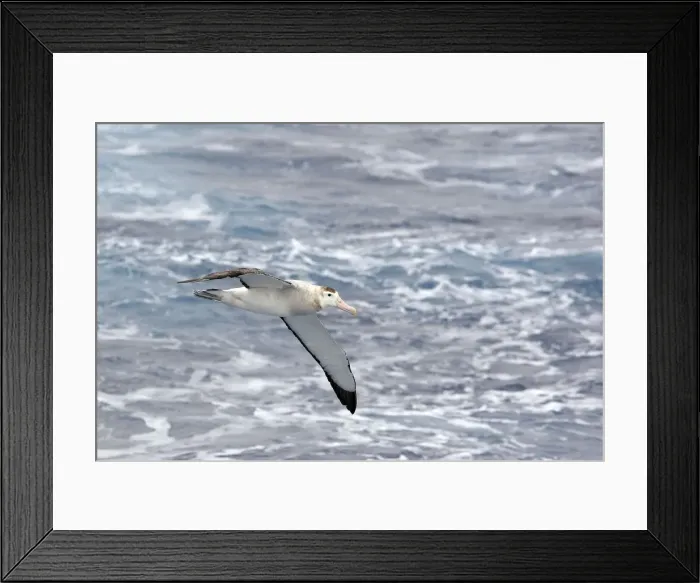 Framed Print : Picture No. 10884786 Framed Print : Picture No. 10884786