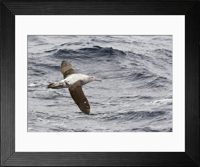 Framed Print : Picture No. 10884784