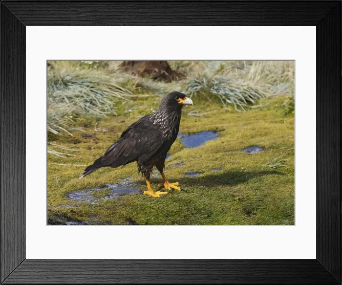 Framed Print : Picture No. 10884780 Framed Print : Picture No. 10884780