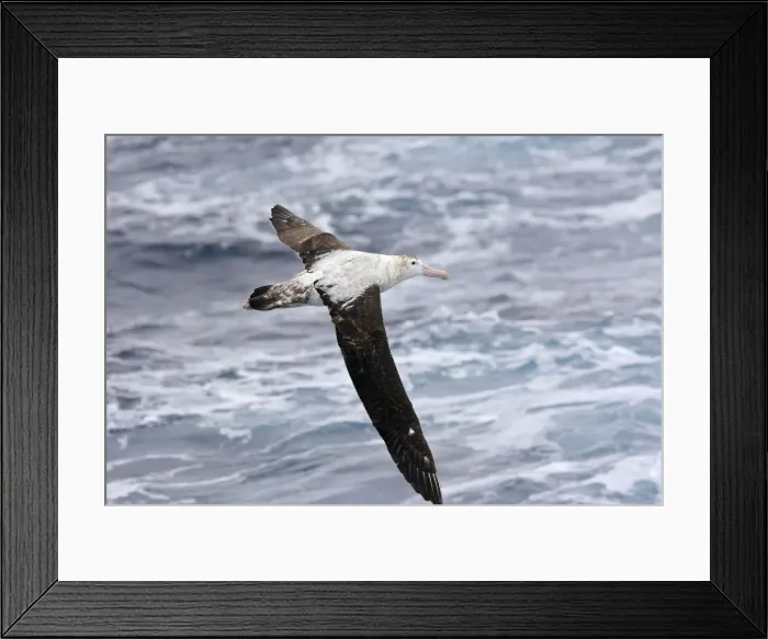 Framed Print : Picture No. 10884785 Framed Print : Picture No. 10884785