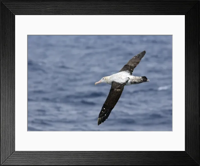 Framed Print : Picture No. 10884787 Framed Print : Picture No. 10884787