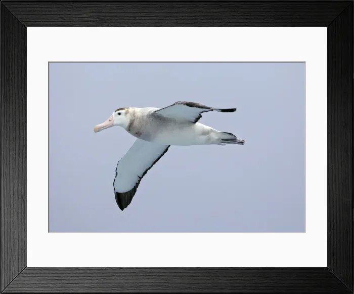 Framed Print : Picture No. 10884789 Framed Print : Picture No. 10884789