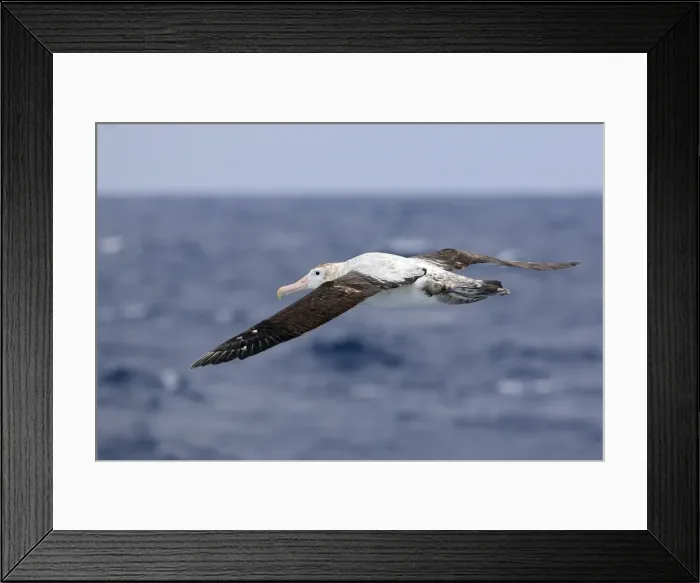 Framed Print : Picture No. 10884788 Framed Print : Picture No. 10884788