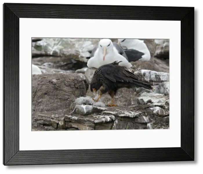 Framed Print : Picture No. 10884782 Framed Print : Picture No. 10884782