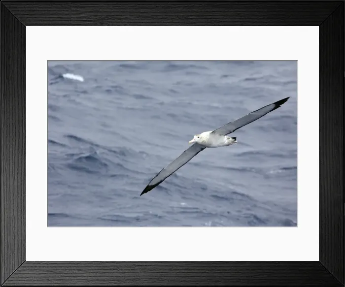 Framed Print : Picture No. 10884792 Framed Print : Picture No. 10884792