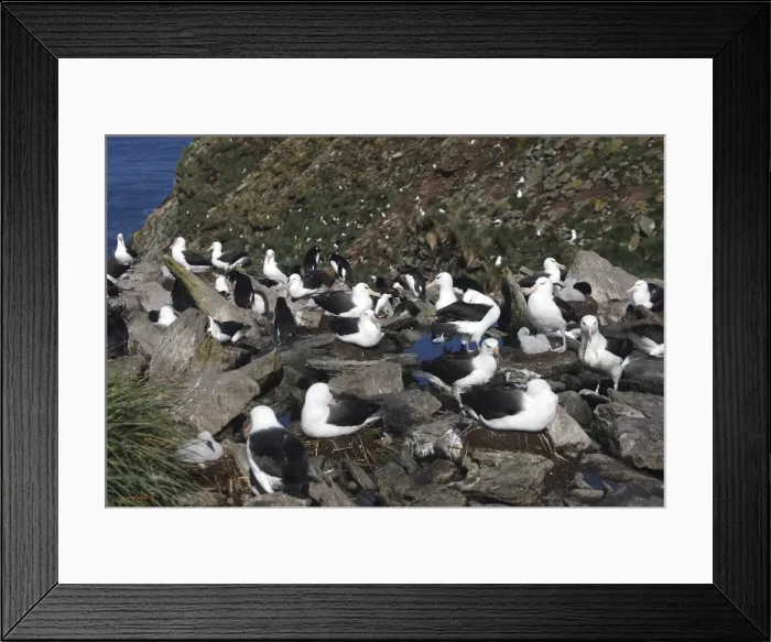 Framed Print : Picture No. 10884795 Framed Print : Picture No. 10884795