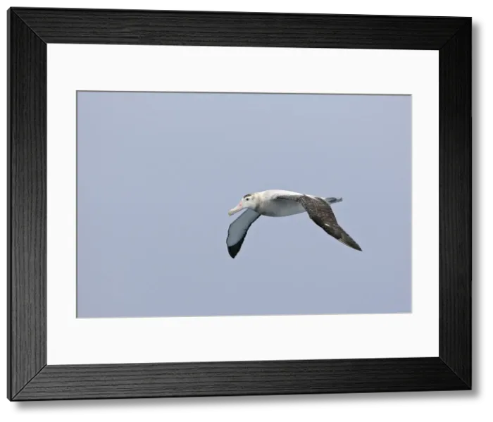 Framed Print : Picture No. 10884790 Framed Print : Picture No. 10884790