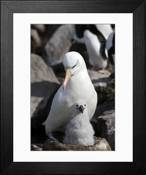 Framed Print : Picture No. 10884796 Framed Print : Picture No. 10884796