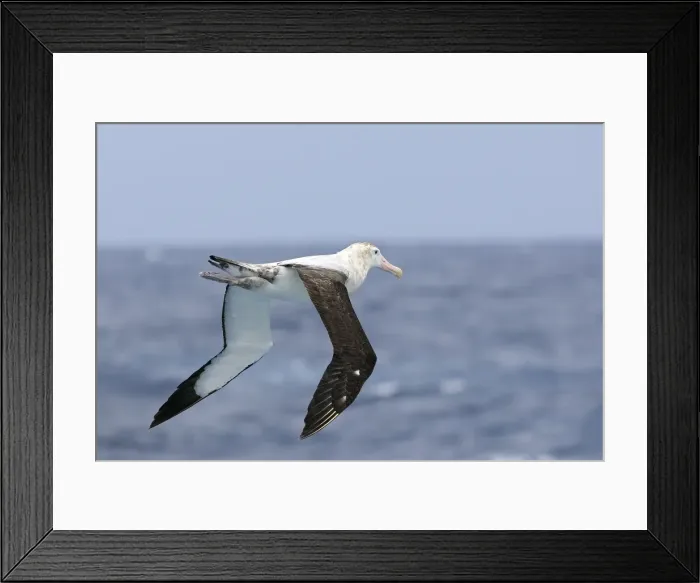 Framed Print : Picture No. 10884791 Framed Print : Picture No. 10884791