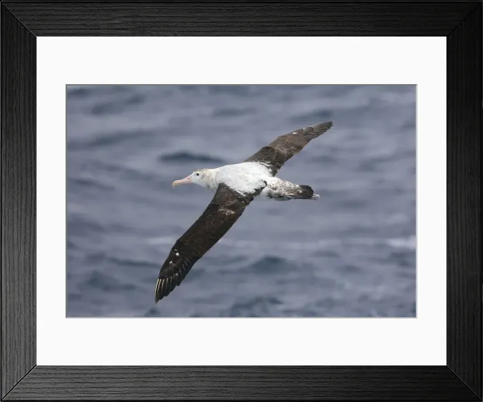 Framed Print : Picture No. 10884793 Framed Print : Picture No. 10884793