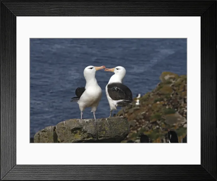 Framed Print : Picture No. 10884797 Framed Print : Picture No. 10884797