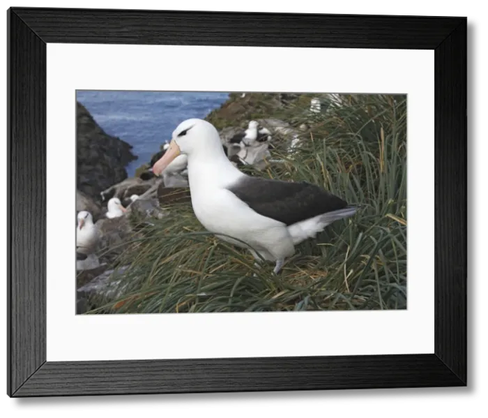Framed Print : Picture No. 10884799 Framed Print : Picture No. 10884799