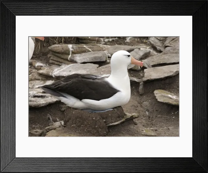 Framed Print : Picture No. 10884800 Framed Print : Picture No. 10884800