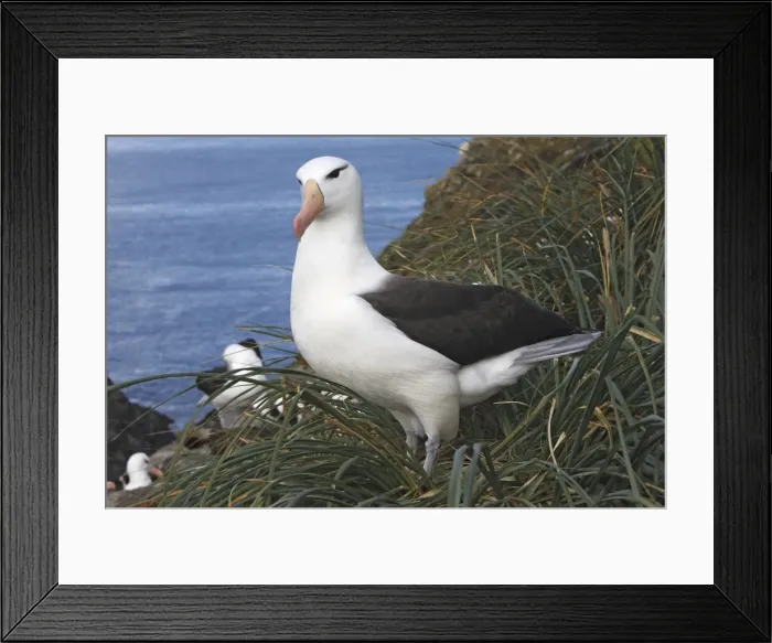 Framed Print : Picture No. 10884798 Framed Print : Picture No. 10884798