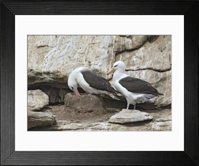 Framed Print : Picture No. 10884802