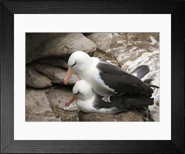 Framed Print : Picture No. 10884801 Framed Print : Picture No. 10884801
