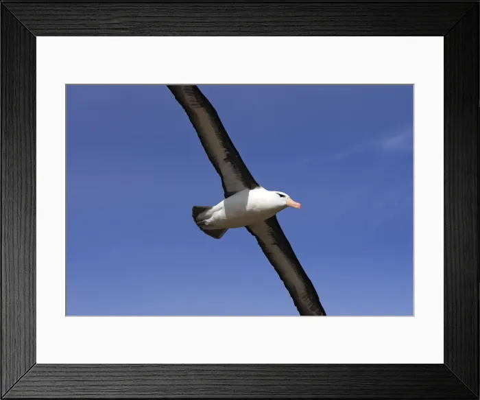 Framed Print : Picture No. 10884806 Framed Print : Picture No. 10884806
